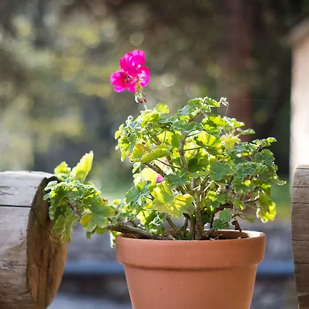 Alpine Aria Калаврита